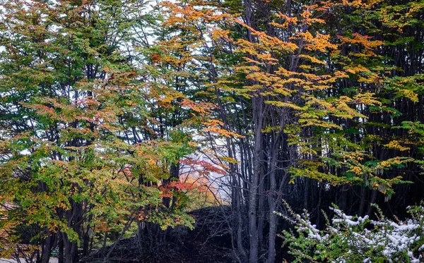 Tierra del Fuego Ulusal Parkı, Patagonya, Arjantin. Yüksek kalite fotoğraf