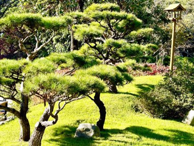 Buenos Aires, Arjantin 'in ortasında muhteşem bir Japon bahçesi. Yüksek kalite fotoğraf