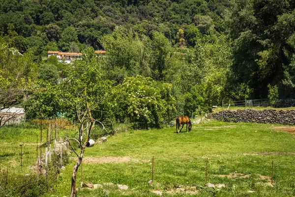 Castellfollit de la Roca, comarca de La Garrocha, Gerona, Katalonya, İspanya. Yüksek kalite fotoğraf
