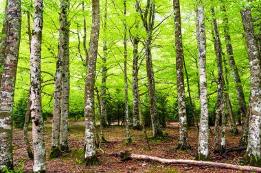 Ordesa ve Monte Perdido Ulusal Parkı - Aragonese Pireneleri. Yüksek kalite fotoğraf