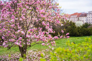 Prag 'daki Magnolia ağacı. Yüksek kalite fotoğraf