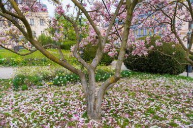 Manolya ağacından düşen yapraklar. Yüksek kalite fotoğraf