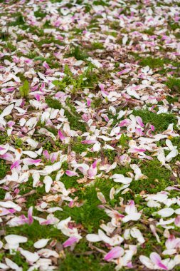 Manolya ağacından düşen yapraklar. Dikey kaydırma. Yüksek kalite fotoğraf