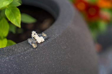 Anahtarlık olarak boncuklardan yapılmış minyatür bir lama. El yapımı boncuklu mücevher kavramı. Yüksek kalite fotoğraf