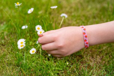 Bir papatya seçerken kızın bileğine takılmış böğürtlen motifleri olan pembe boncuklu bir bilezik. DIY ve el işi kavramını vurgulamak. 