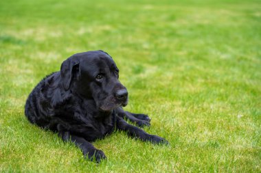 Yaşlanmanın hassas gerçekliğini somutlaştıran bu yüksek kaliteli fotoğraf çimlerin üzerinde üzgün, korkmuş, yaşlı bir Labrador Retriever 'ı tasvir ediyor..