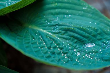 Arka planda büyük yeşil yapraklı çiyli Hosta yaprakları var. Güzel doğası olan duvar kâğıdı. Daha iyi bir gelecek için sürdürülebilir yaşam tarzı. Yüksek kalite fotoğraf