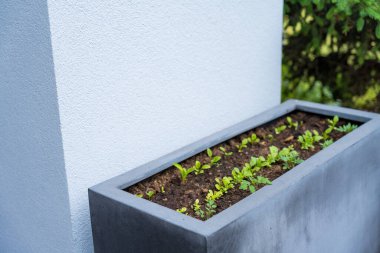 Beyaz bir duvara dizilmiş, genç fidanların yetiştiği parlak, modern bir saksı. Kentsel bahçe ve modern açık alanlar için mükemmel..