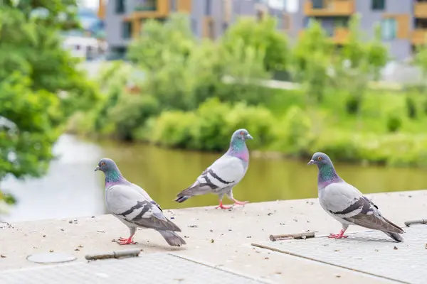 stock image Three pigeons living near a river Vltava in Prague. City pollution. High quality photo