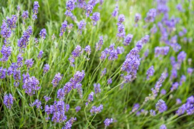 Yazın Prag 'da güneşli bir günde lavantalı duvar kâğıdı açar. Yüksek kalite fotoğraf