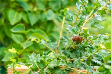 Olgun bektaşi üzümleri bahçedeki yemyeşil yaprakların arasında büyür, güneş ışığının tadını çıkarırlar, organik bahçeler ve taze ürünler için mükemmel sağlıklı ve canlı bir doğal ortam sunarlar..