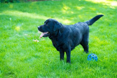 Yaşlı siyah bir Labrador av köpeği çimlerin üzerinde dikiliyor, dili dışarı sarkmış, mavi topuyla oynamaya hazır.