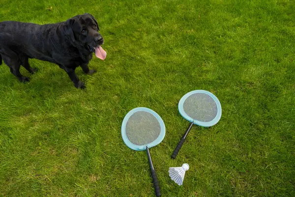 stock image A black Labrador Retriever stands on vibrant green grass in a garden, next to two badminton rackets and a shuttlecock, creating a playful and active outdoor scene on a summer sunny day.