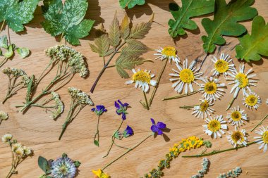 Taze kurumuş çiçek ve yaprakların narin bir düzeni korunmuş güzelliklerini sergiliyor. Dokuların çeşitliliği ve soluk renkler nostalji ve doğal zarafeti çağrıştırıyor.