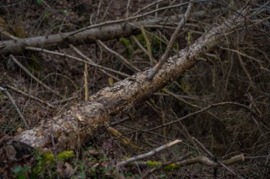 Yosun kaplı bir ağaç gövdesi ve düşmüş yapraklardan oluşan bir battaniyeyle huzurlu bir Çek ormanı sahnesi. Topraksı tonlar ve soluk renkler sakin ve sakin bir atmosferi çağrıştırıyor. İnsan yok, güzellik var..