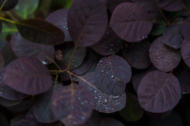 Koyu mor Cotinus coggygria yapraklarının hassas çiğ damlalarıyla kaplanarak sakinleştirici, atmosferik bir duvar kağıdı oluşturur. Doğal güzelliği ve sükuneti ön plana çıkarıyor..