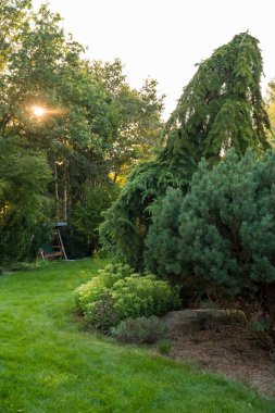 Ağaçların arasından akan yeşil çimenler, çalılar ve güneş ışığıyla çevrili eğimli bir sedir ağacının olduğu sakin bir bahçe. Doğal güzelliği ve huzuru vurgulayan sakin bir açık hava manzarası..