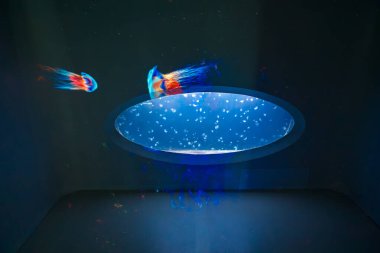Prag, Çek Cumhuriyeti - 28 Temmuz 2024: Pankrac Medusarium, Prag 'da bir fütürist denizanası sergisi. Aydınlatılmış tank vitrinleri yüzen denizanaları ve karanlık duvarlarda renkli yansımaları var.