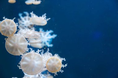 Close-up shot of upside-down jellyfish Cassiopea swimming in the blue water. Soft lighting highlights translucent textures. Photographed at an angle emphasizing movement clipart