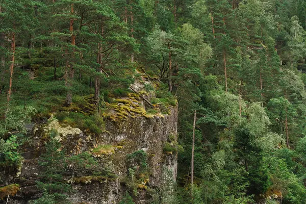 Norveç, Bergen yakınlarındaki bir fiyortta çam ve huş ağaçlarıyla yosun kaplı kaya çıkıntısının ayrıntılı görüntüsü. Yaz günışığında çekilen, yatay kompozisyon, zengin yeşil dokular, doğal orman duvarı.