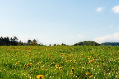 Açık mavi gökyüzünün altında çiçek açan sarı karahindibalarla Çek Cumhuriyeti 'nde taze bahar çayırları canlı mevsimsel bir manzara yaratıyor.