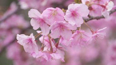 Japon kiraz çiçekleri, Kawazu-zakura adı verilen erken çiçek çeşitleri.