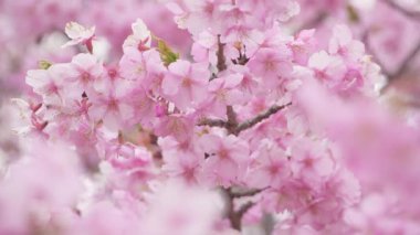 Japon kiraz çiçekleri, Kawazu-zakura adı verilen erken çiçek çeşitleri.