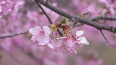 Japon kiraz çiçekleri, Kawazu-zakura adı verilen erken çiçek çeşitleri.