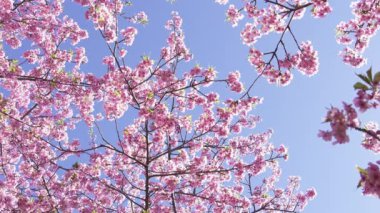 Erken açan kiraz çiçekleri, Kawazu kiraz çiçekleri.