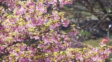 Erken açan kiraz çiçekleri, Kawazu kiraz çiçekleri.