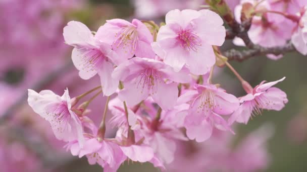 Japon Kiraz Çiçekleri Kawazu Zakura Adı Verilen Erken Çiçek Çeşitleri — Stok video