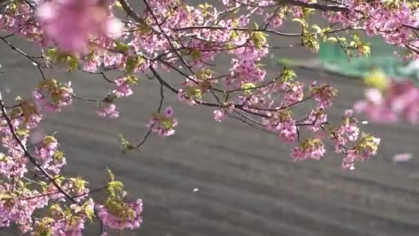 Wczesne Kwitnące Kwiaty Wiśni Kwiaty Wiśni Kawazu — Wideo stockowe