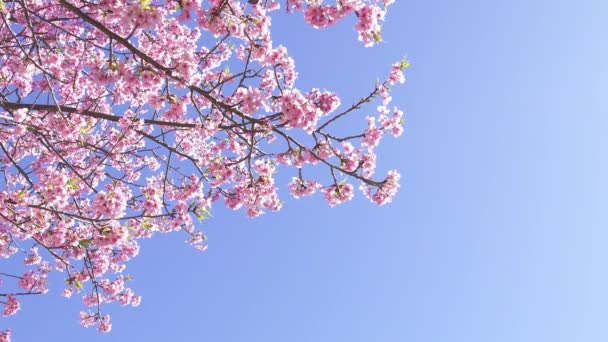 Early Blooming Cherry Blossoms Kawazu Cherry Blossoms — Wideo stockowe