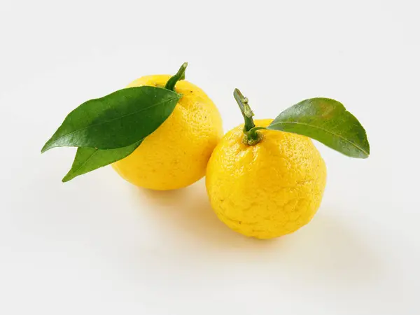 Beyaz arka planda Japon yuzu meyveleri