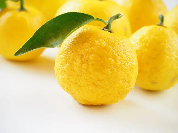Beyaz arka planda Japon yuzu meyveleri