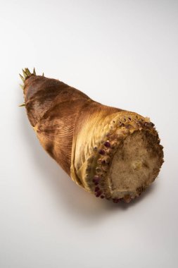 Beyaz arka plan üzerinde bambu filizi    