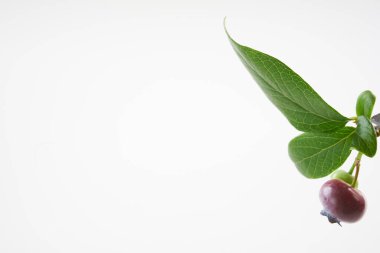 Beyaz arka plan üzerinde yaban mersini meyve