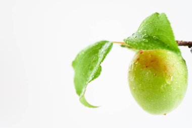 Beyaz arkaplanda Japon kayısı          