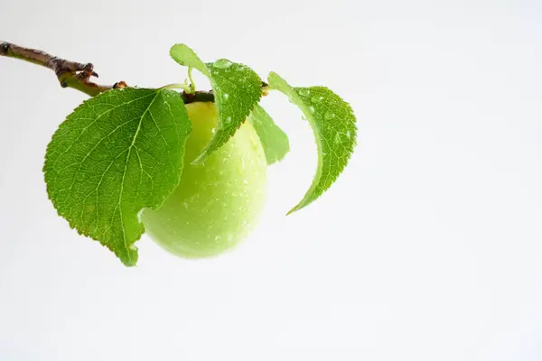 Beyaz arkaplanda Japon kayısı          