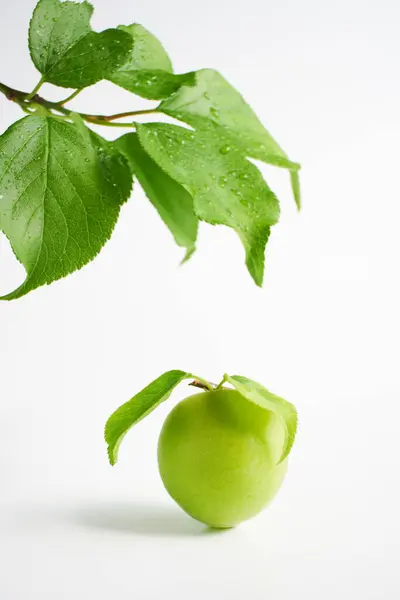 Beyaz arkaplanda Japon kayısı          