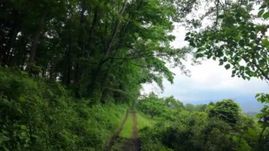 Bir yaz günü, bir dağ yolunda yürürken