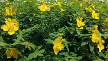 Güneşli bir yaz gününde hiperikum patulum.