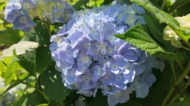 Güneşli bir yaz gününde ortanca çiçekleri