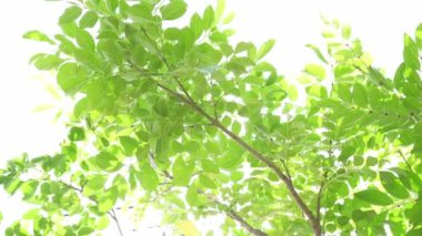 Taze yeşil yapraklar ağaçların arasından süzülüyor.