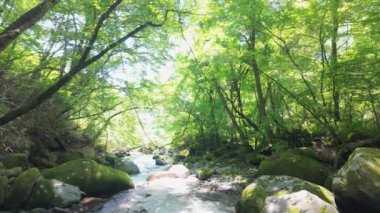 Nehir yaz güneşiyle akıyor