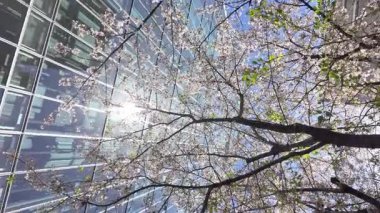 Şehirde kiraz çiçekleri açıyor.