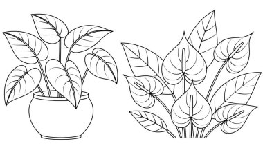 Kalıplı Kraliçe Caladium ve çiçek desenli Anthurium Çiçeği. Bitki Özeti Renk Sayfası