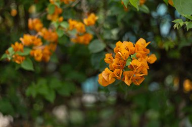 Bahçedeki portre portresi.