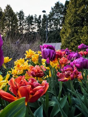 Renkli laleleri ve sümbülleri olan bahar manzarası.