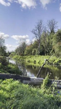 Çimlerle ve devrilmiş ağaçlarla çevrili küçük bir orman nehri.